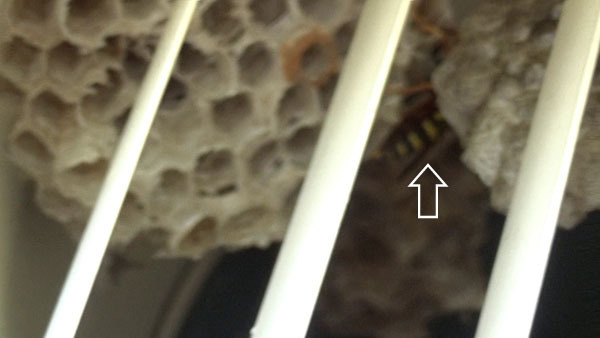 石川町で換気口の中にフタモンアシナガバチの巣