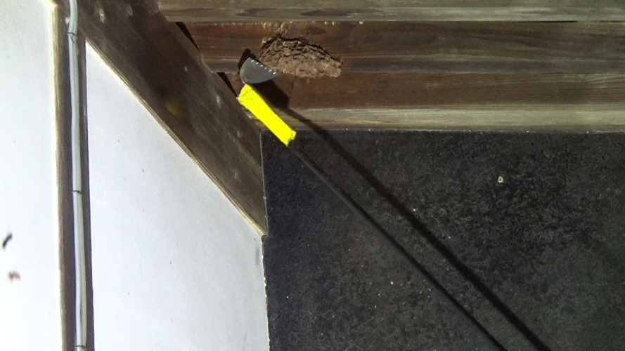 スズメバチの巣を撤去後、巣の残渣を削る（須賀川市）