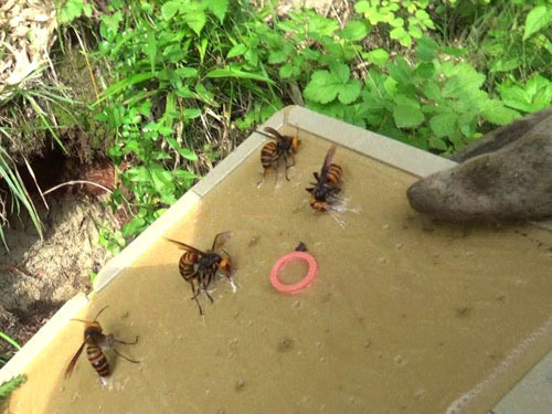 飛び回るオオスズメバチを粘着板で捕虫（矢吹町）