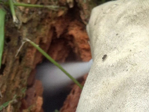スズメバチの巣に倒木の穴から殺虫剤を注入（三春町）