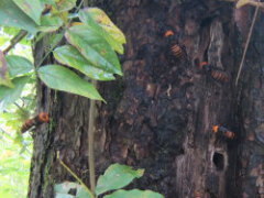 オオスズメバチがミツバチの巣を襲う