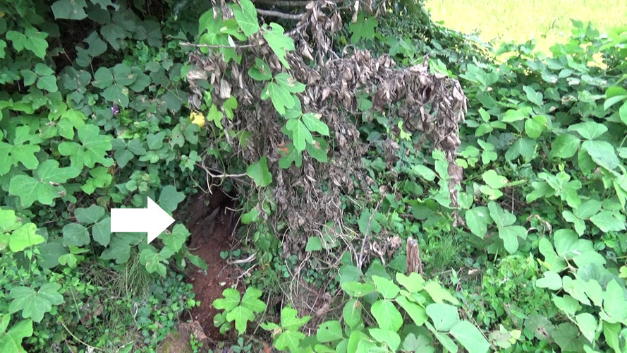 本宮市岩根でスズメバチ駆除の現場