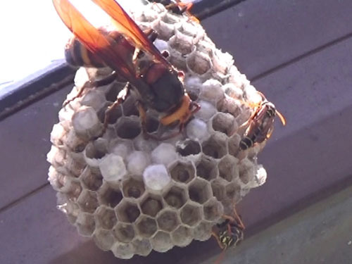 ヒメスズメバチがフタモンアシナガバチの巣を襲う