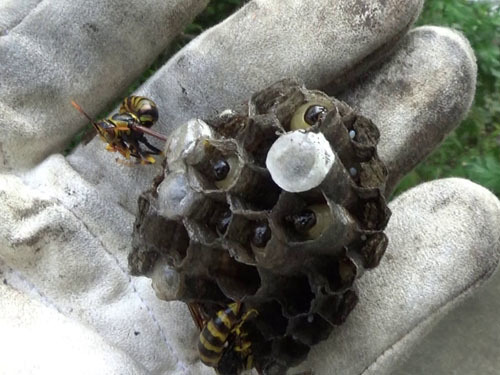 駆除したスズメバチの巣（郡山市）