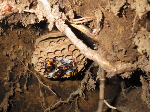 土中に作ったオオスズメバチの巣