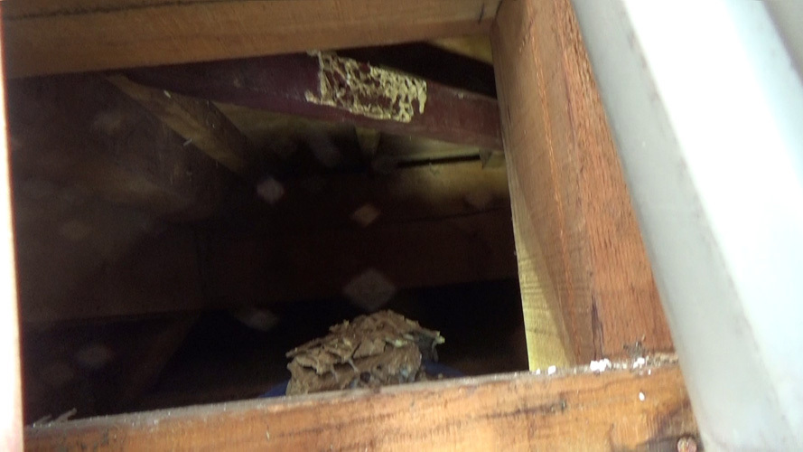 天井裏に作ったスズメバチの巣の撤去跡（須賀川市）