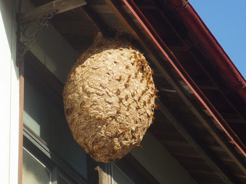 典型的な軒下のキイロスズメバチの巣（三春町）