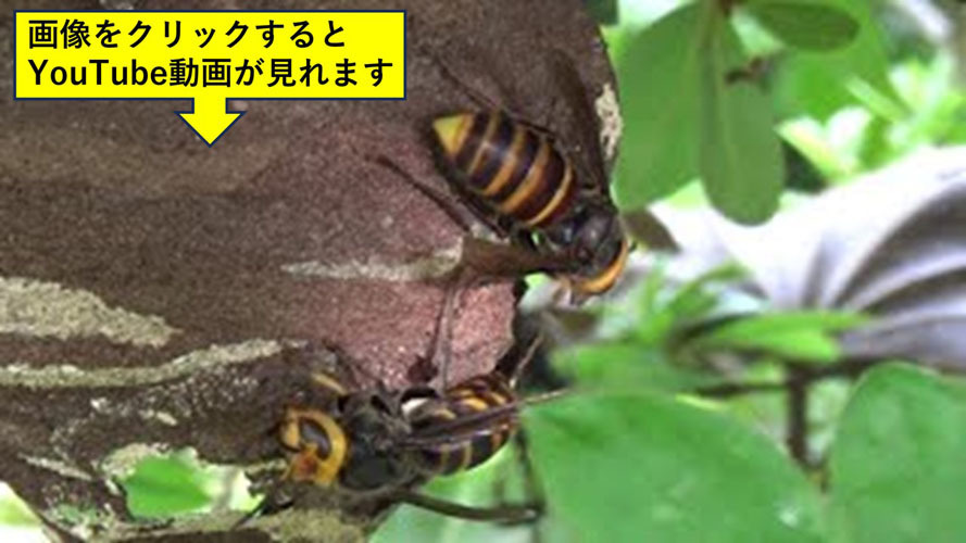 庭木に作ったコガタスズメバチの巣