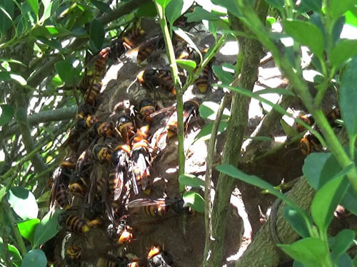 福島市でスズメバチ駆除