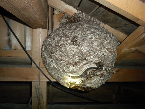 天井裏に作ったキイロスズメバチの巣