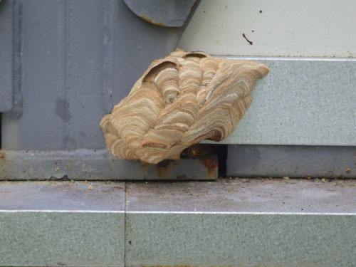 工事現場の倉庫の壁の中にスズメバチの巣（福島市）