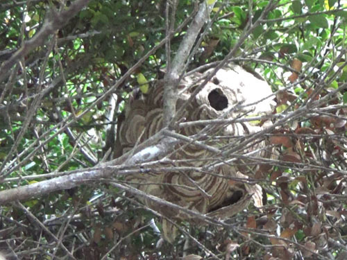 伊達市で生垣の中に作ったコガタスズメバチの巣