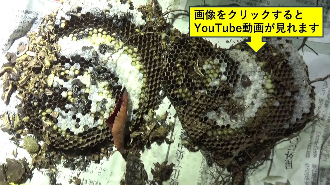 こおり山氏役所から小学校のスズメバチ駆除の要請