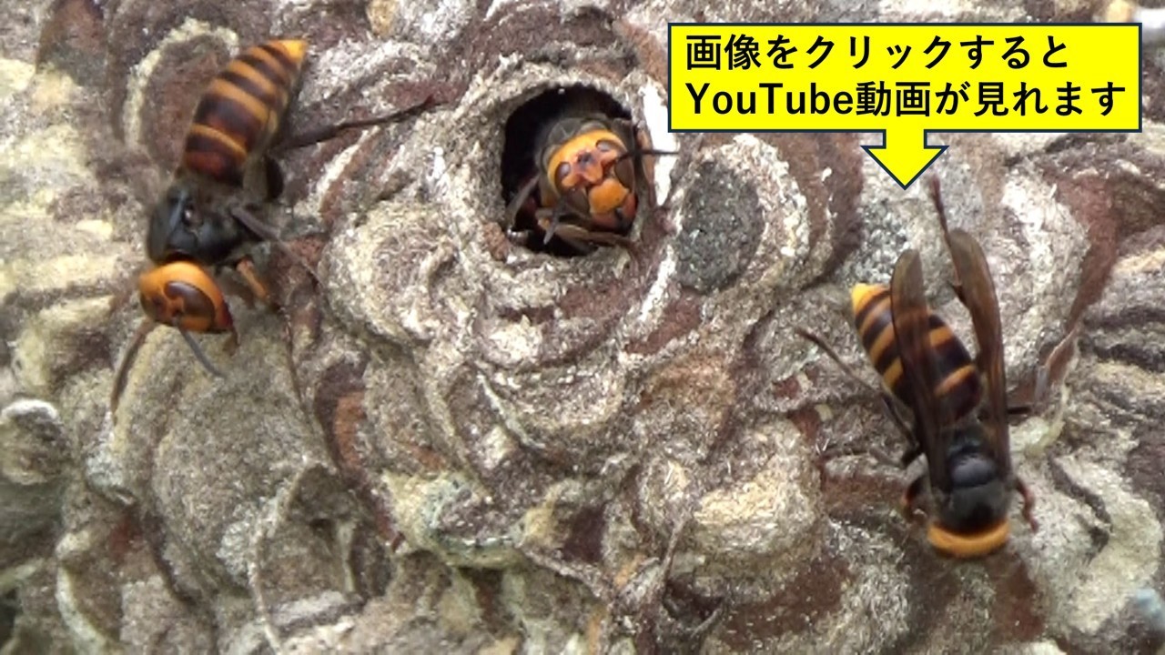 郡山市役所から道路沿いのスズメバチ駆除要請の現場