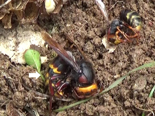 スズメバチの巣（その２）の女王蜂（福島市）