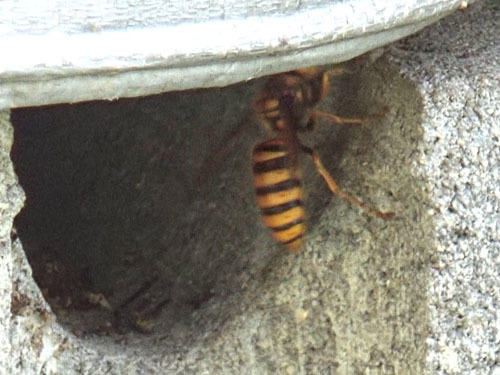 スズメバチがシートの中の巣に出入り（須賀川市）