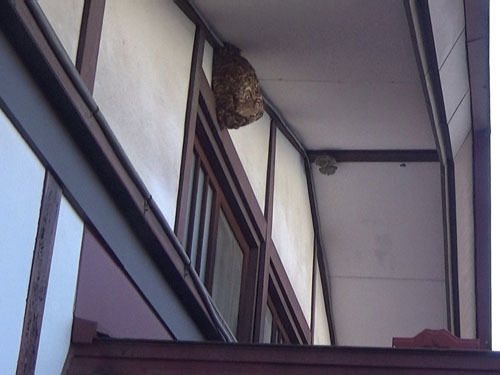 中二階の軒下に一冬越したスズメバチの巣（福島市）