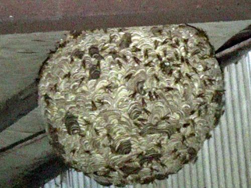 キイロスズメバチの直径５０ｃｍほどの巣（郡山市）