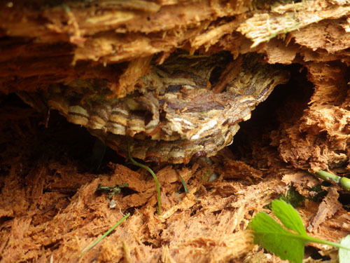 スズメバチの巣が倒木の空洞の中に（三春町）