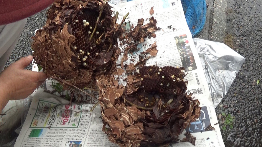 撤去したスズメバチの巣を解体（田村市滝根町）