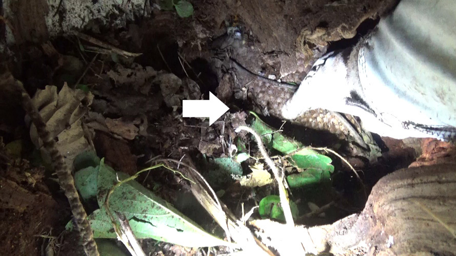 オオスズメバチの巣を取りだす（本宮市岩根）