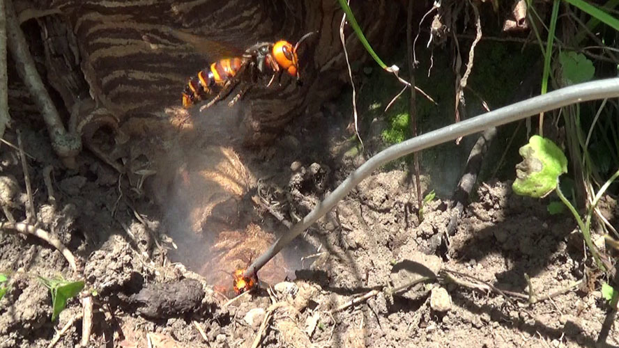 オオスズメバチの巣にノズルで殺虫剤を注入（須賀川市）