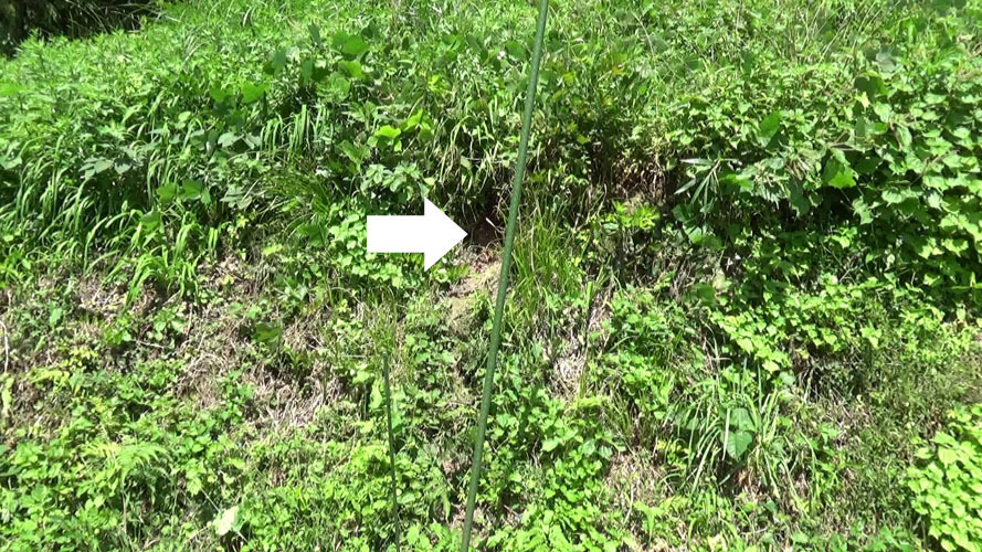 特徴的なオオスズメバチの巣の周辺（須賀川市）