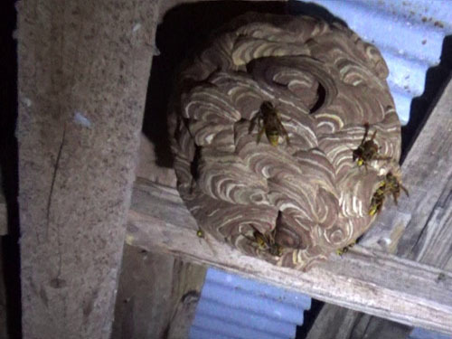 小屋の天井に作られたスズメバチの巣(白河市）