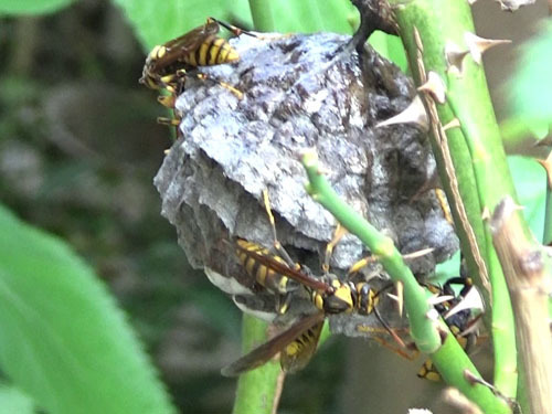 庭木でコガタスズメバチの巣の平常時の様子（郡山市）