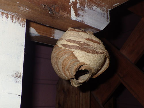 玄関の装飾品に作ったコガタスズメバチの巣
