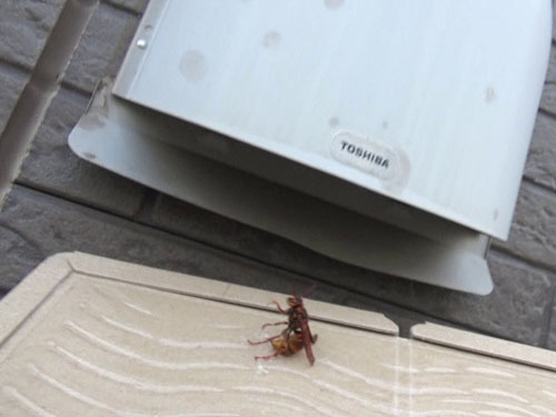 スズメバチの女王蜂を粘着板で捕虫（須賀川市）