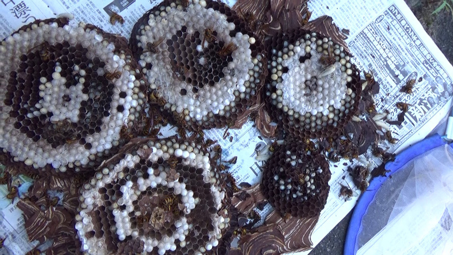 屋根裏に作ったキイロスズメバチの全貌（郡山市）