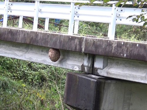 田村市でスズメバチ駆除の現場