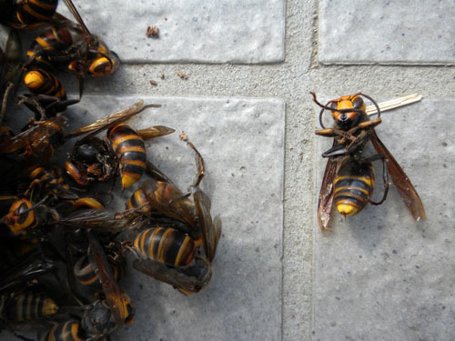 郡山市で刺傷被害を起こしたキイロスズメバチの巣の女王蜂と働き蜂たち
