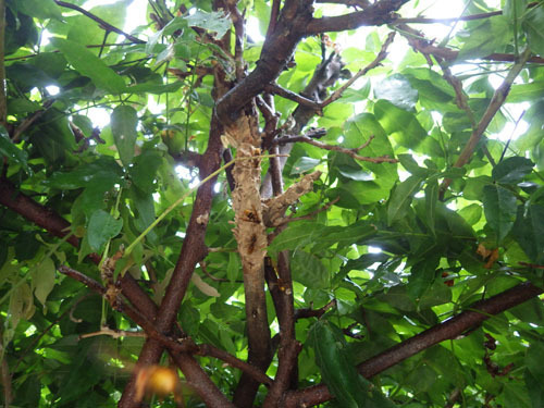 桑折町でスズメバチの巣を撤去した巣跡