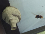 郡山市で軒下のコガタスズメバチの巣