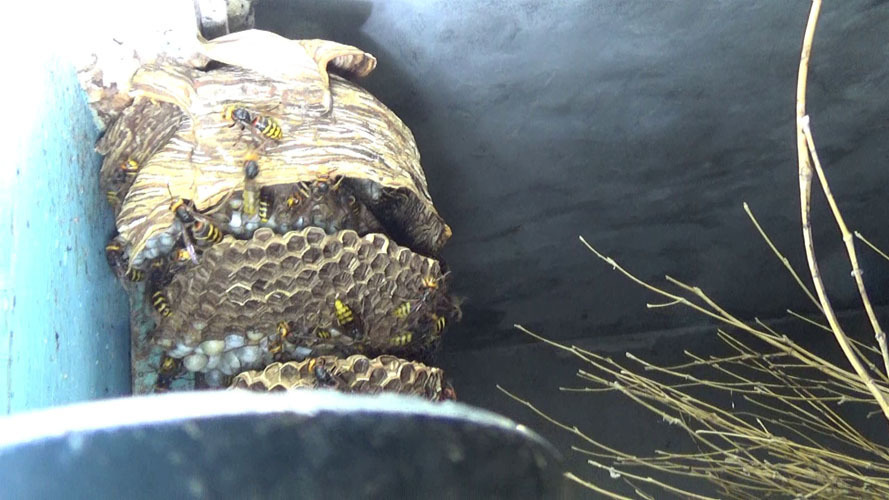 郡山市でスズメバチ駆除