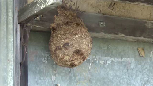 三春町でオオスズメバチ駆除現場での特徴