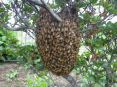ミツバチの分蜂群