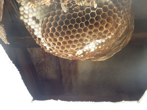 軒裏天井のスズメバチの巣（会津若松市）