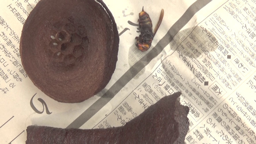 コガタスズメバチの逆トックリ型の巣を解体