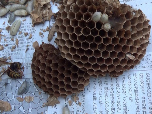 駆除した軒下のスズメバチの巣を解体（福島市）