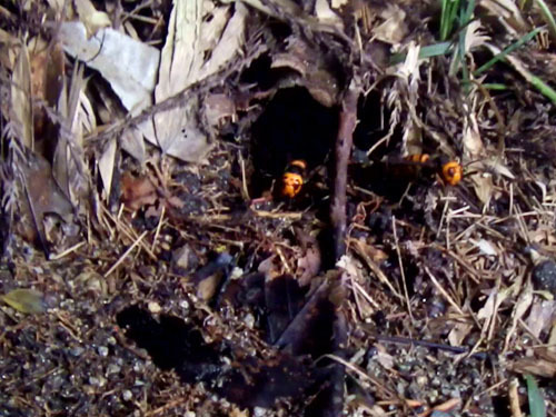 オオスズメバチが巣に出入りする出入り口（郡山市）