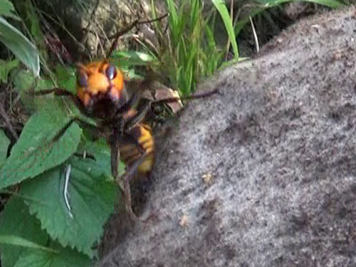 小野町でスズメバチ駆除