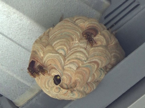 換気扇フードの中にスズメバチの巣（福島市）