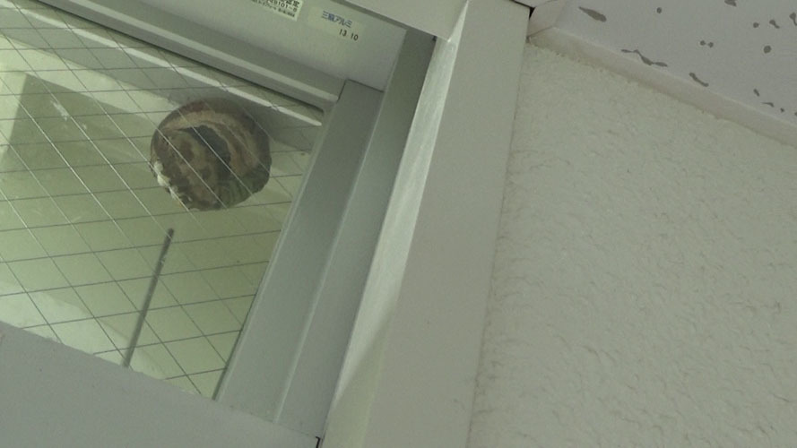 郡山市でスズメバチの巣の中に殺虫剤を注入