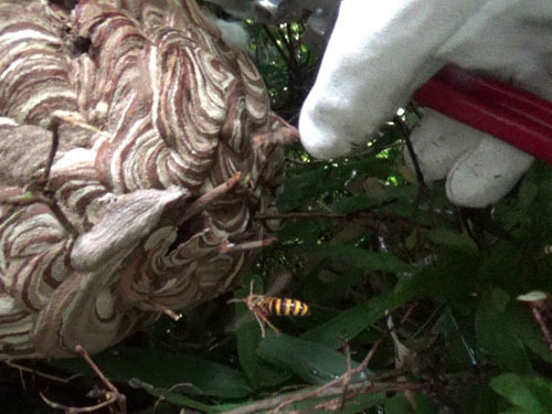 スズメバチの巣の撤去作業（三春町）