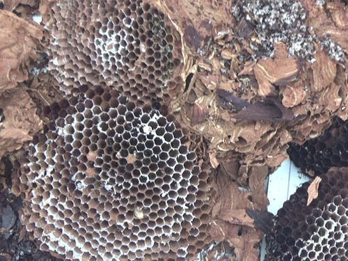 泉崎村で撤去したキイロスズメバチの巣