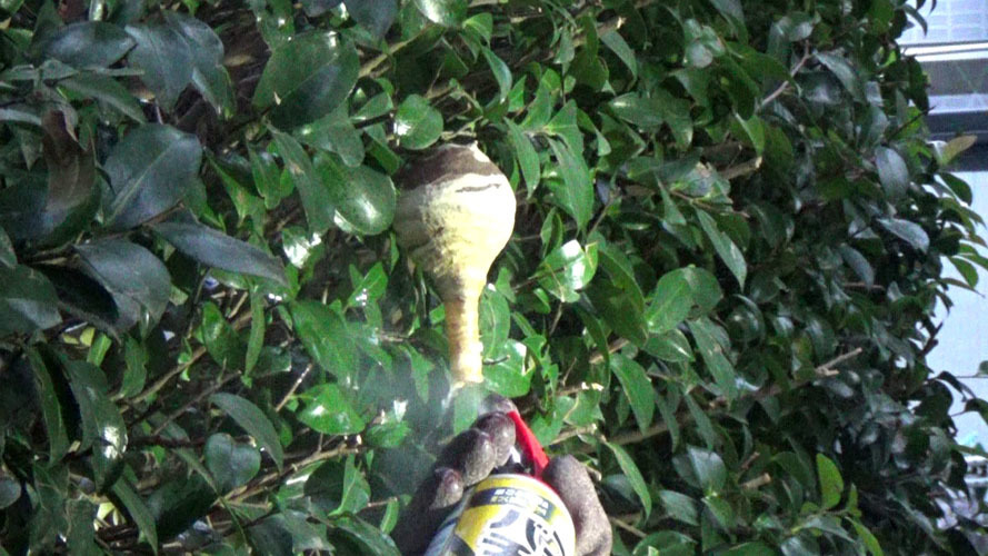 スズメバチの巣の中に殺虫剤を注入（郡山市富田町）