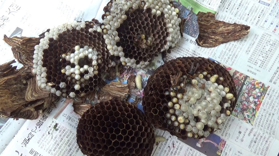 駆除した９月上旬のモンスズメバチの巣（郡山市）